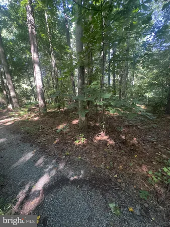 a view of a forest with trees