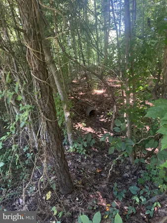 a picture of tree