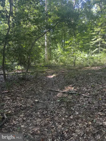 a view of a yard with plants and large trees