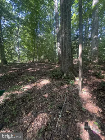 a view of a forest filled with trees