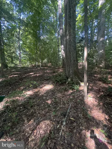 a view of a forest filled with trees