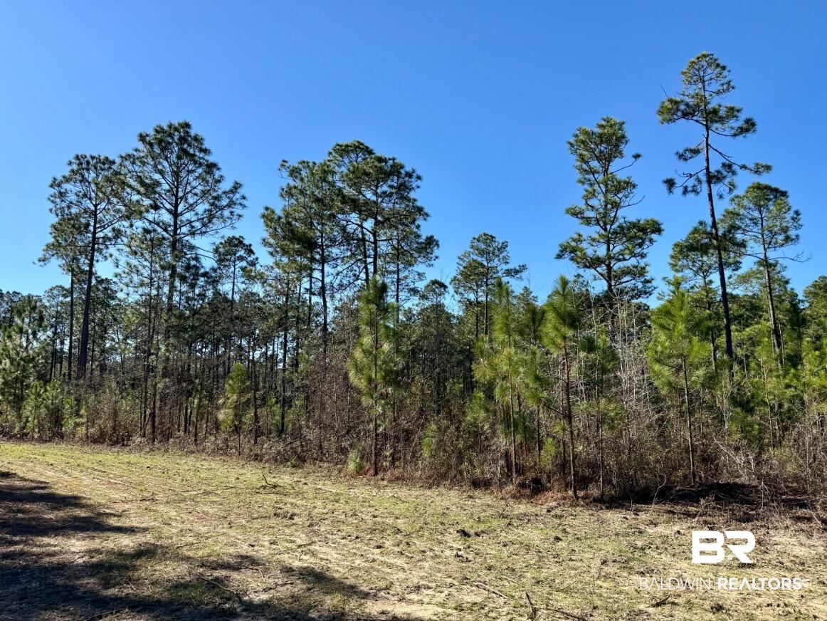White Road Bay Minette, AL 36507 - Photo 25 of 32 View of nature with a view of trees