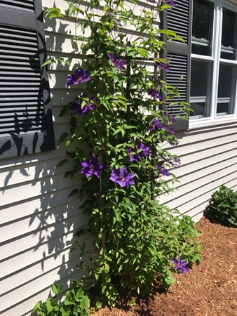 14 Middlesex Road Sharon, MA 02067 - Photo 22 of 25 Gallery Image 22