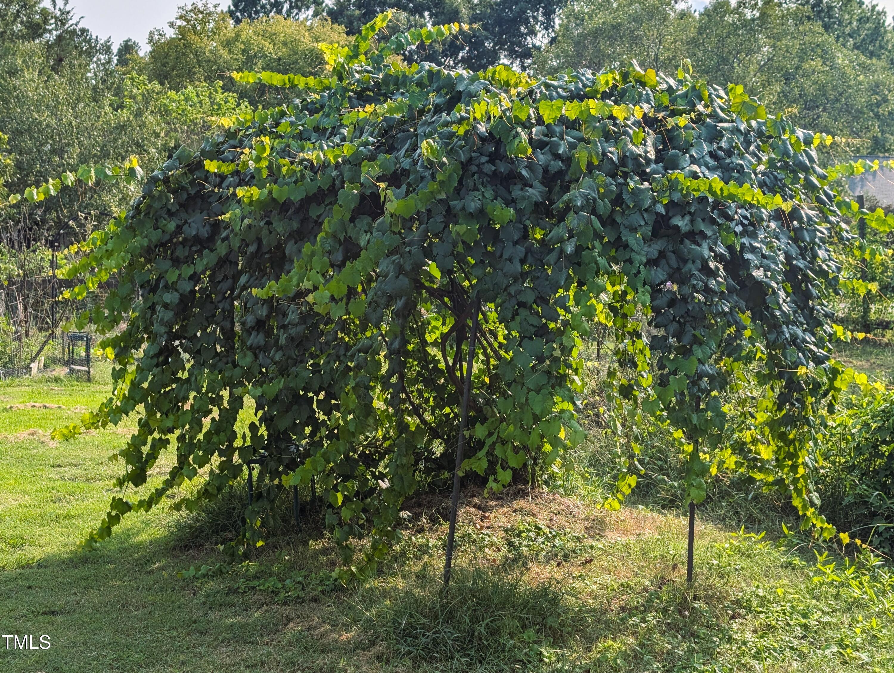 136 Solterra Way Durham, NC 27705 - Photo 18 of 20 a view of a tree