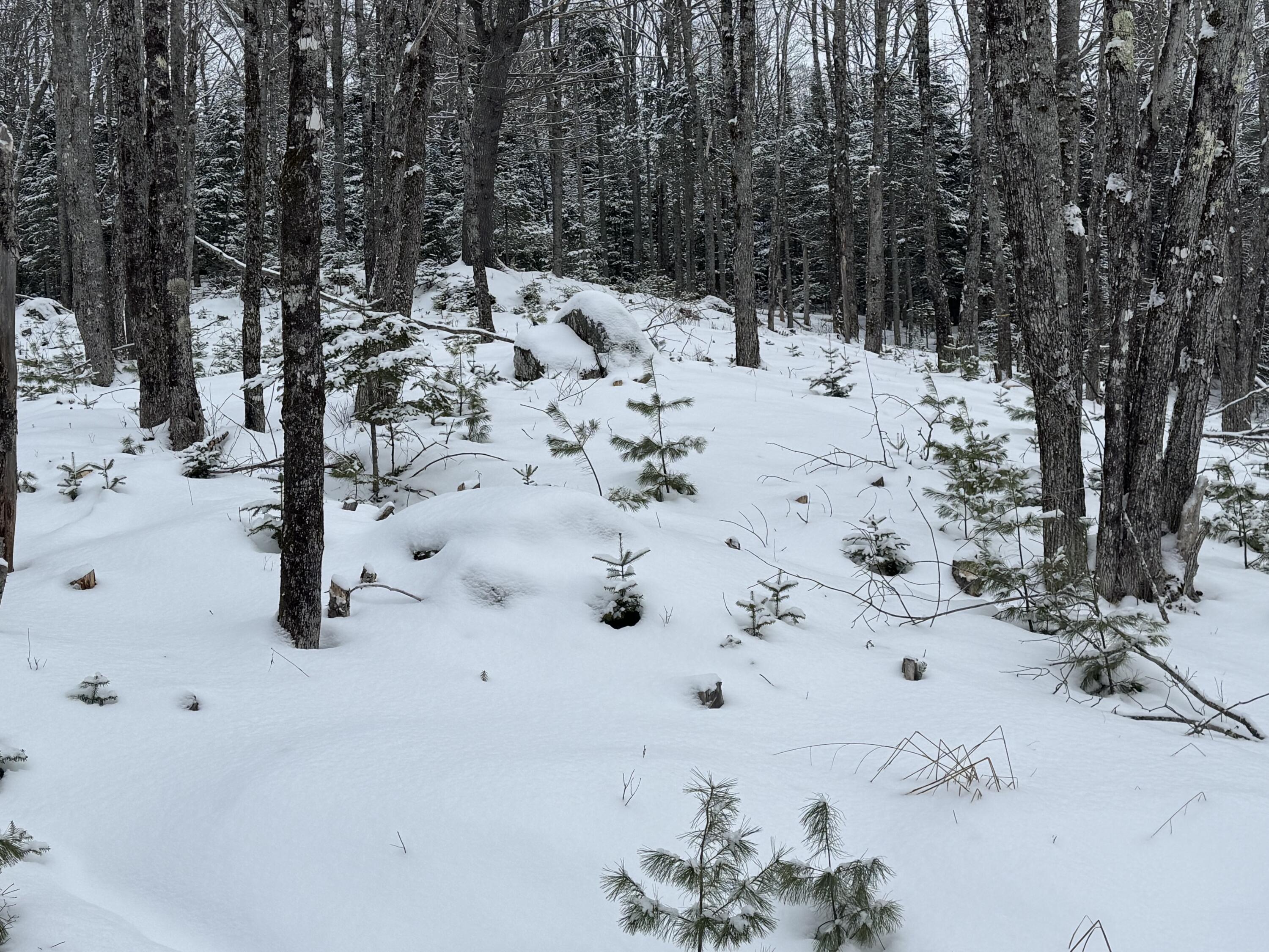 M29-l75 Ellsworth Road Blue Hill, ME 04614 - Photo 2 of 2 IMG_1922