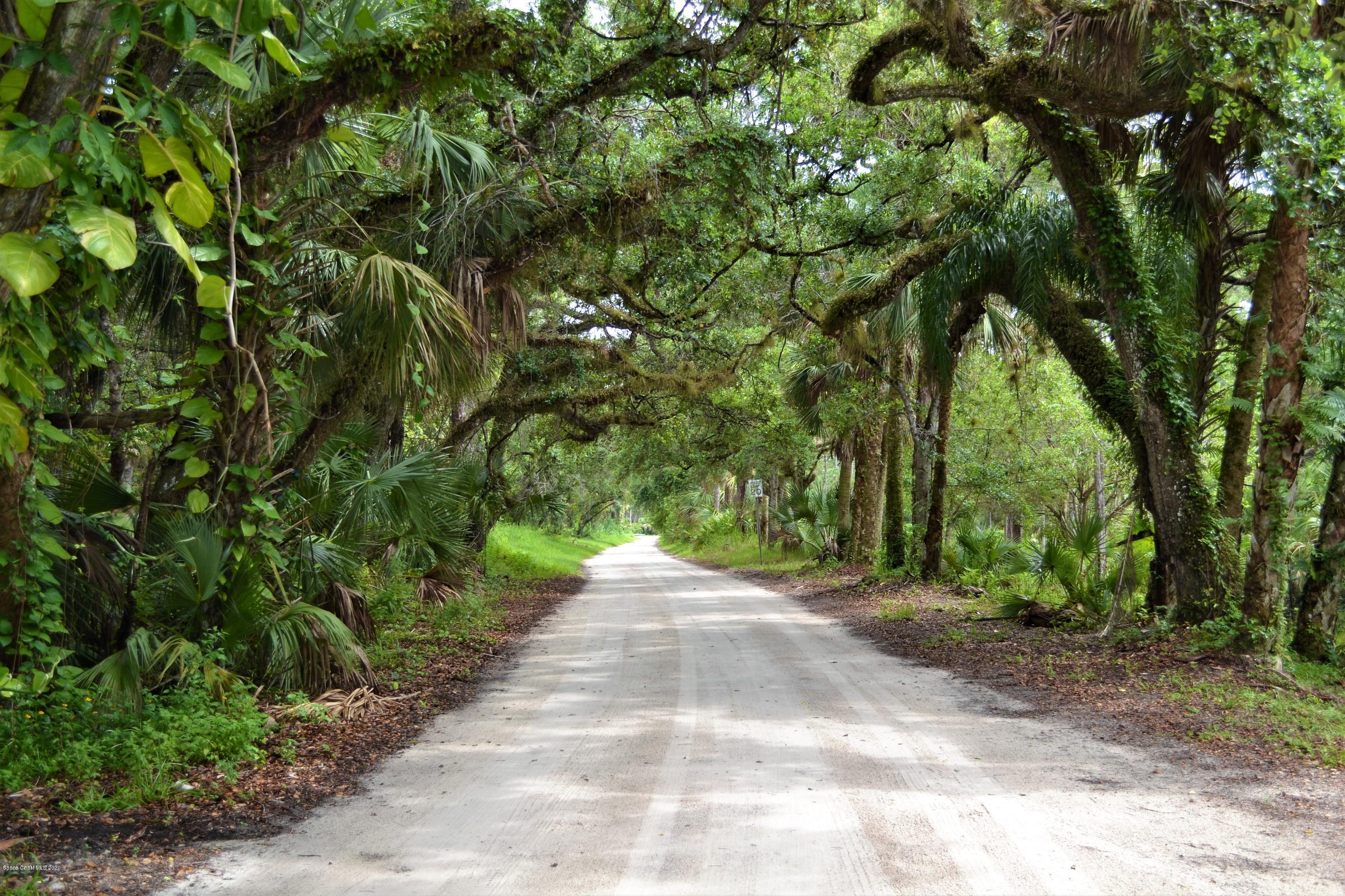 3600 Leghorn Road Grant Valkaria, FL 32950 - Photo 4 of 33 a view of a road with plants and large trees
