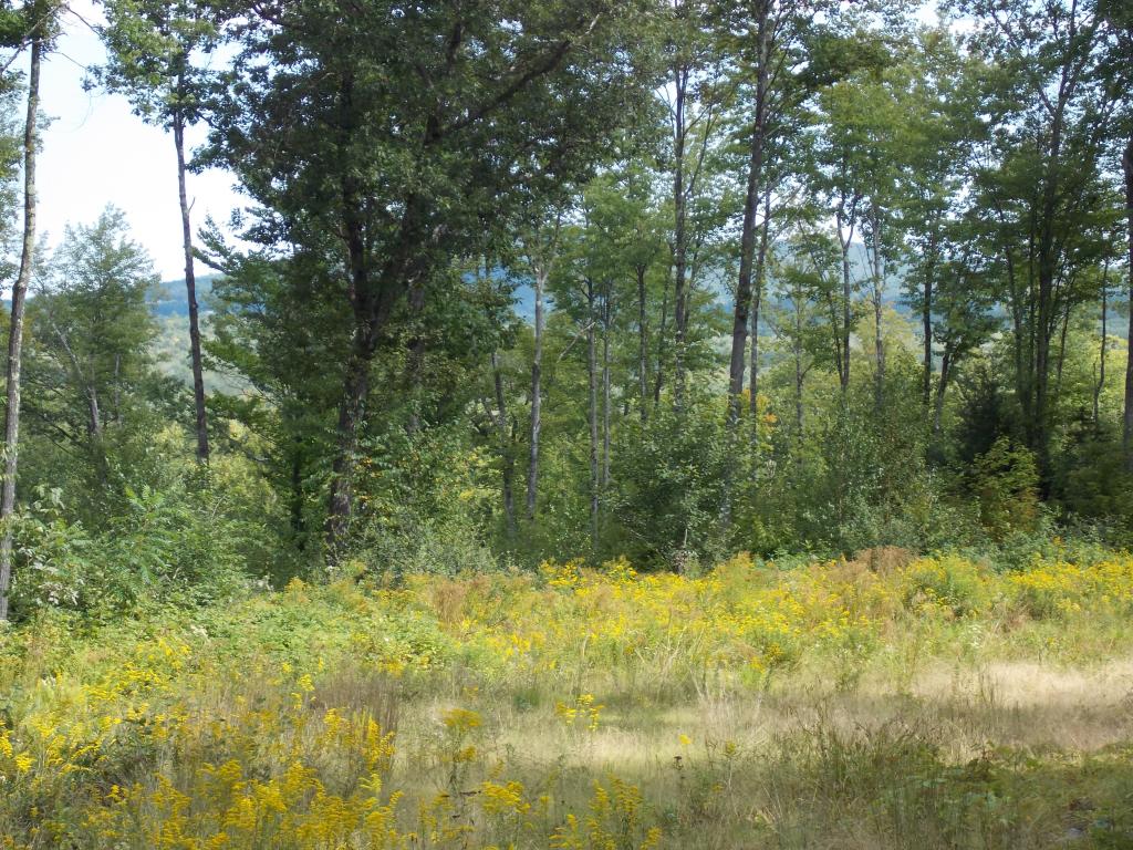 2 Allard Hill Road Conway, NH 03818 - Photo 3 of 9