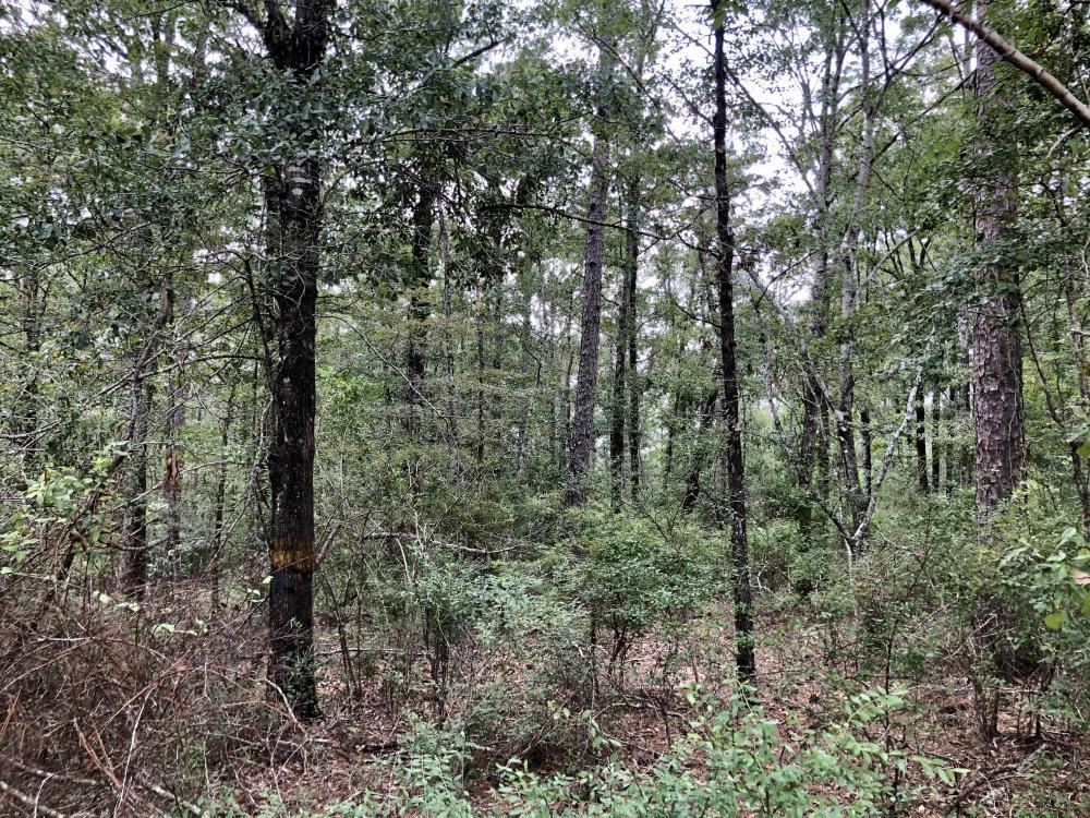 0 Private Road McIntosh, AL 36553 - Photo 9 of 21