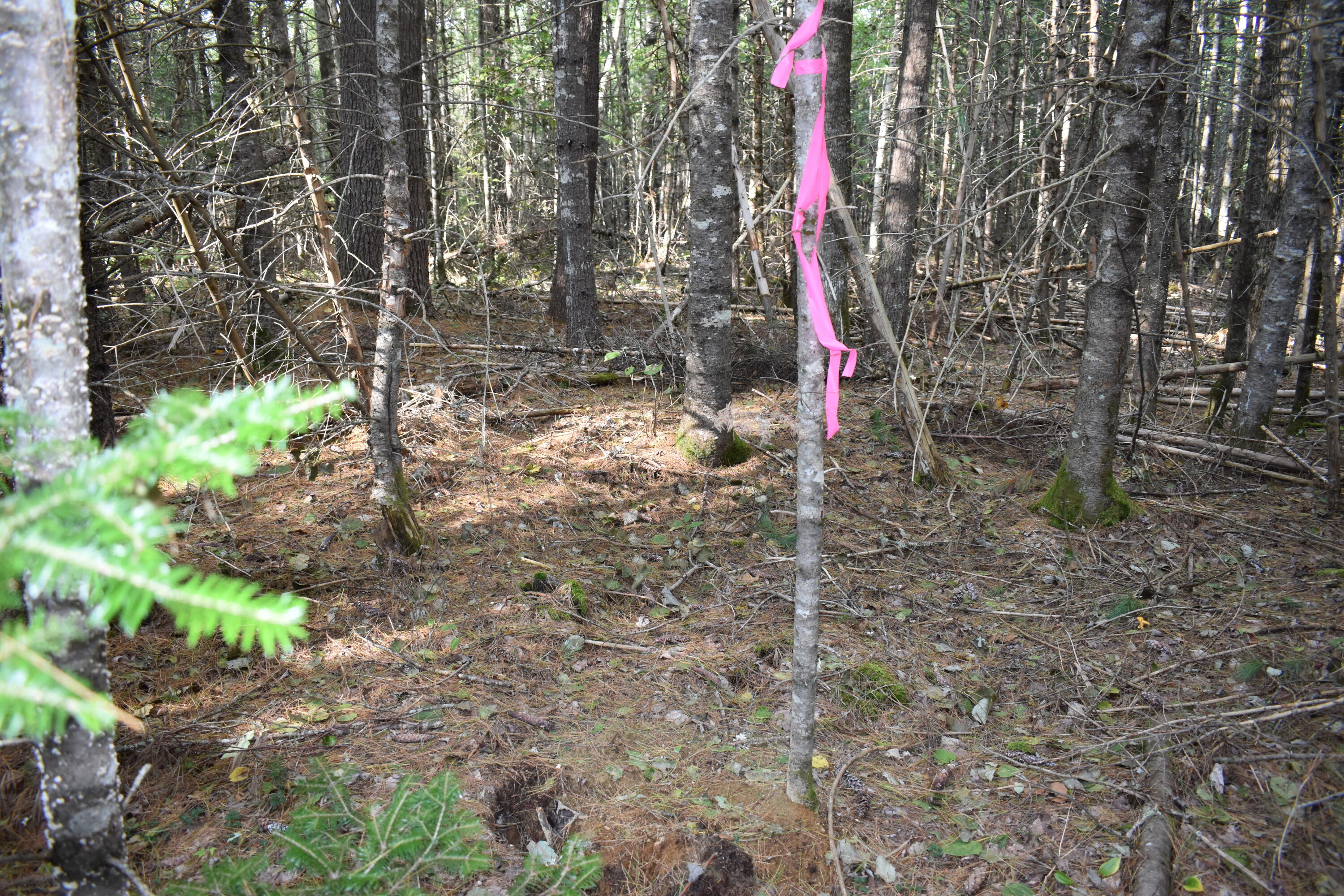 Lot 3 Greenfield Road Greenbush, ME 04418 - Photo 12 of 13 DSC_0304