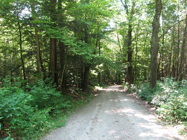 8-13 Mt Road Chesterfield, MA 01026 - Photo 1 of 4 a view of a forest with trees in the background