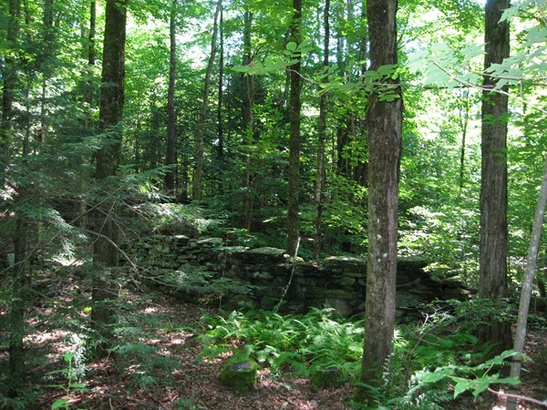 8-13 Mt Road Chesterfield, MA 01026 - Photo 3 of 4 a view of a lush green forest