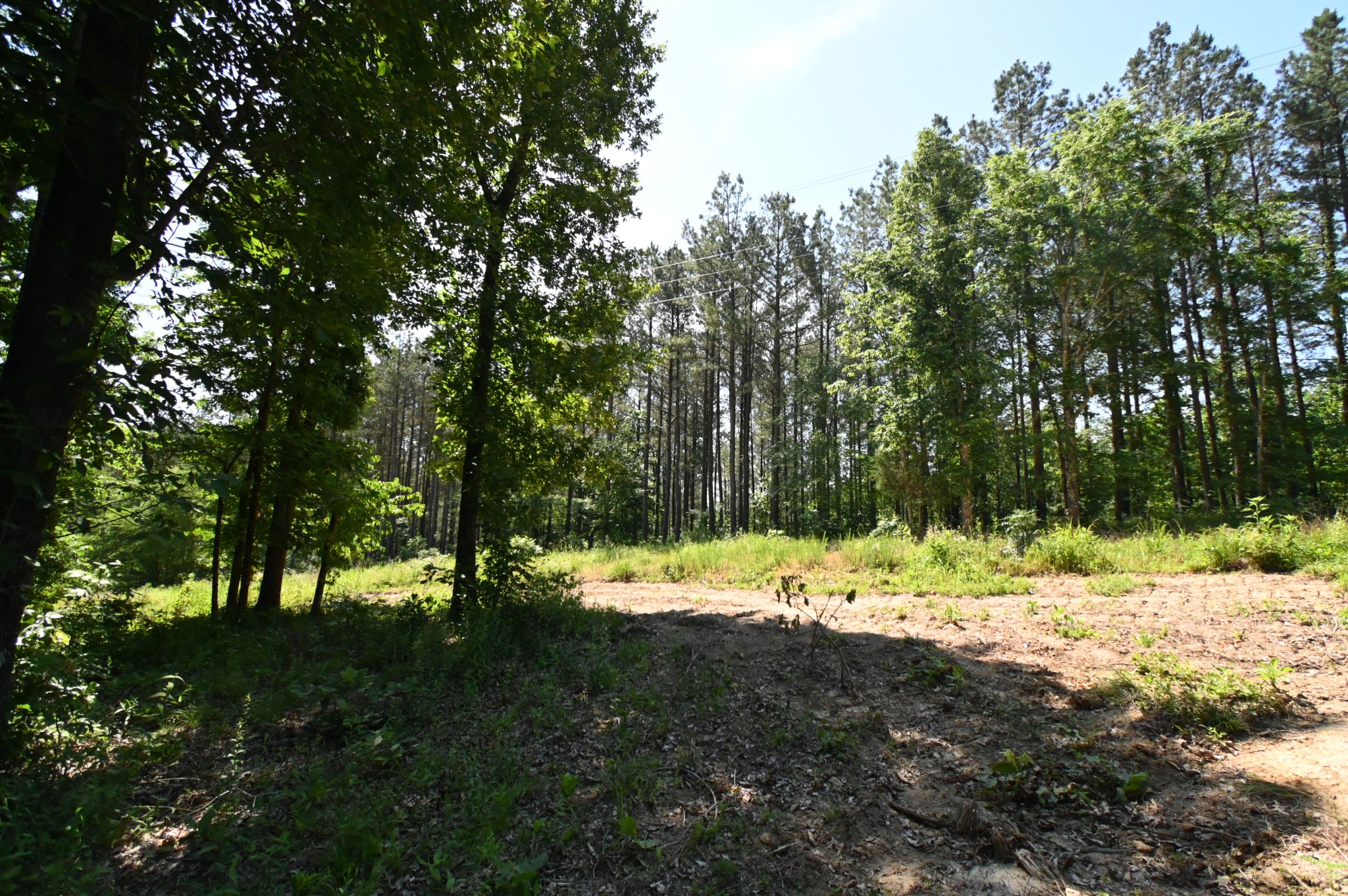 0 Bear Creek Road Waverly, TN 37185 - Photo 30 of 35 a view of a yard with large trees