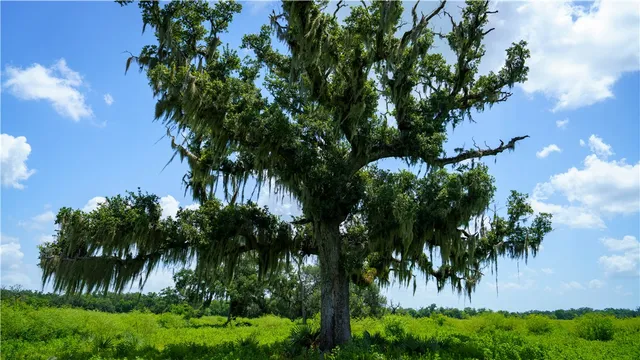 $1,200,000 | 4799 Cr 652 Other Tx 77480, Brazoria, TX 77422