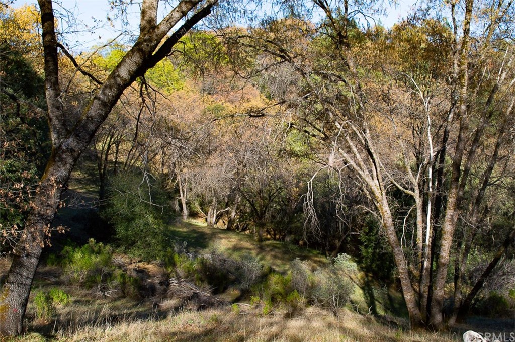 15913 Fay Road Grass Valley, CA 95949 - Photo 1 of 1 a view of a yard with plants and trees