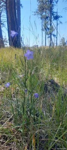 a close up of a tree