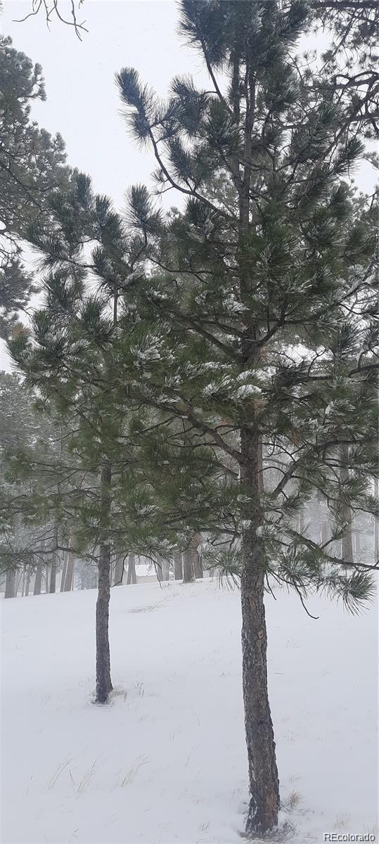 13395 Frank Road Colorado Springs, CO 80908 - Photo 13 of 15 a close up of a tree