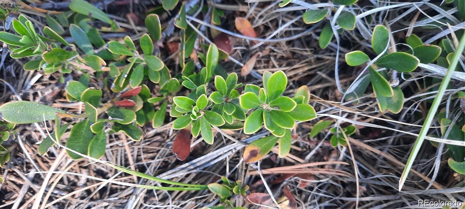 13395 Frank Road Colorado Springs, CO 80908 - Photo 14 of 15 a plant that is sitting in a garden
