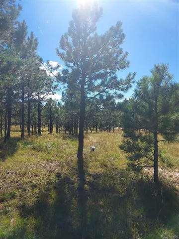 a view of yard with tree