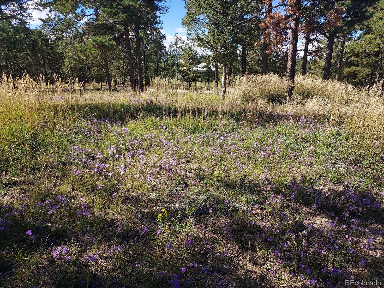 13395 Frank Road Colorado Springs, CO 80908 - Photo 7 of 15 a view of a lake covered with fog