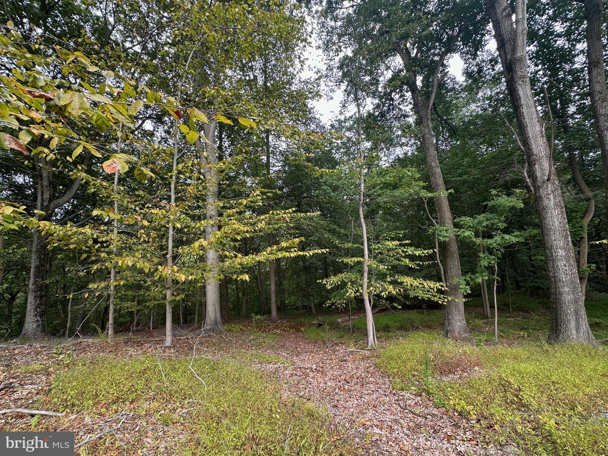547 Webb Road Chadds Ford, PA 19317 - Photo 60 of 63 a backyard of a house with lots of green space