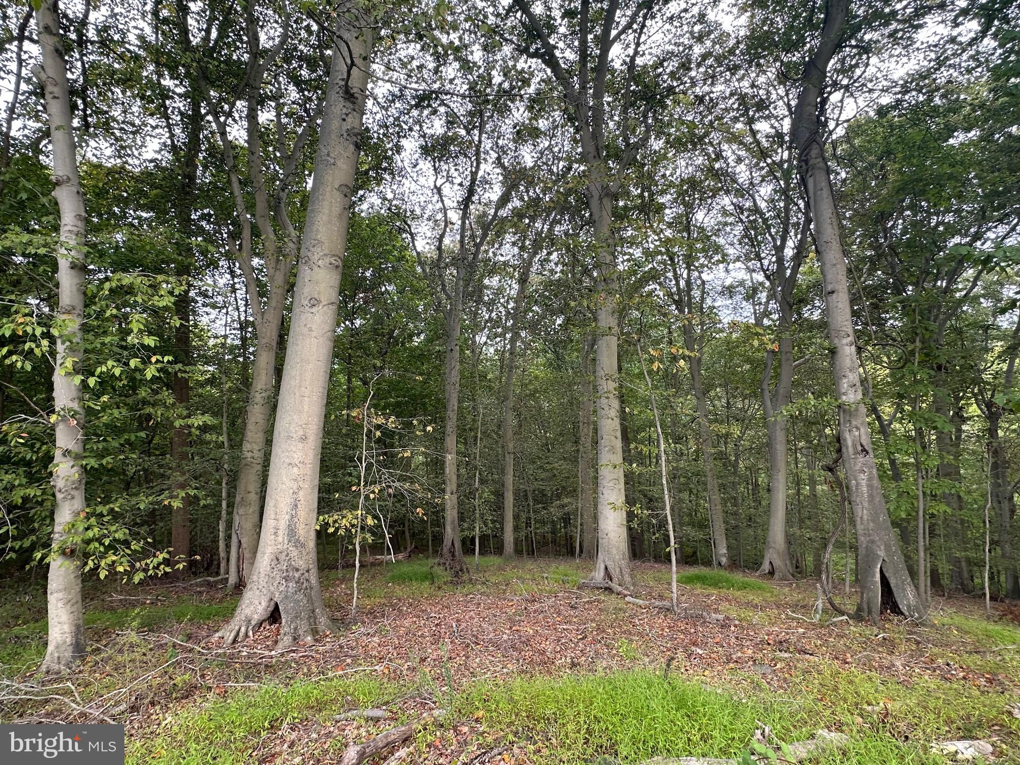 547 Webb Road Chadds Ford, PA 19317 - Photo 62 of 63 a view of outdoor space and garden