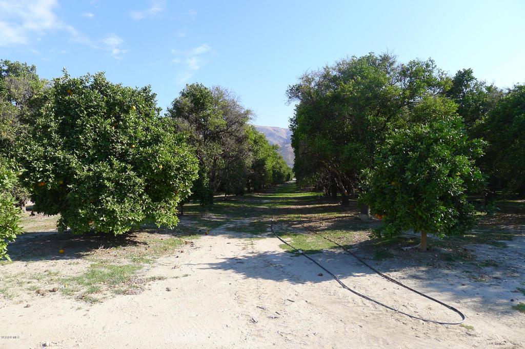3800 East Telegraph Road Fillmore, CA 93040 - Photo 1 of 1 a view of yard