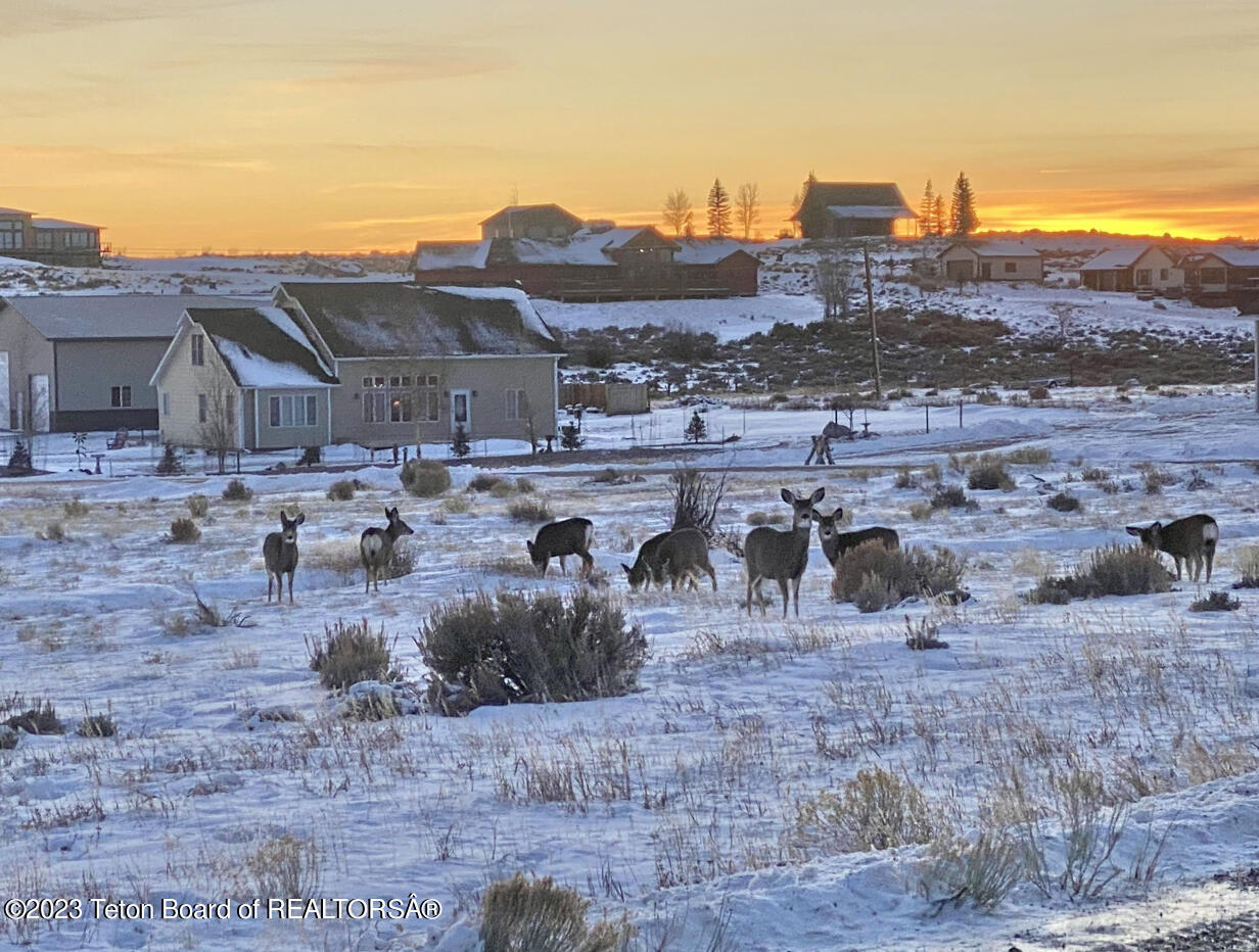 Lot#22 Carmichael Loop Pinedale, WY 82941 - Photo 23 of 24 Carmichael deer