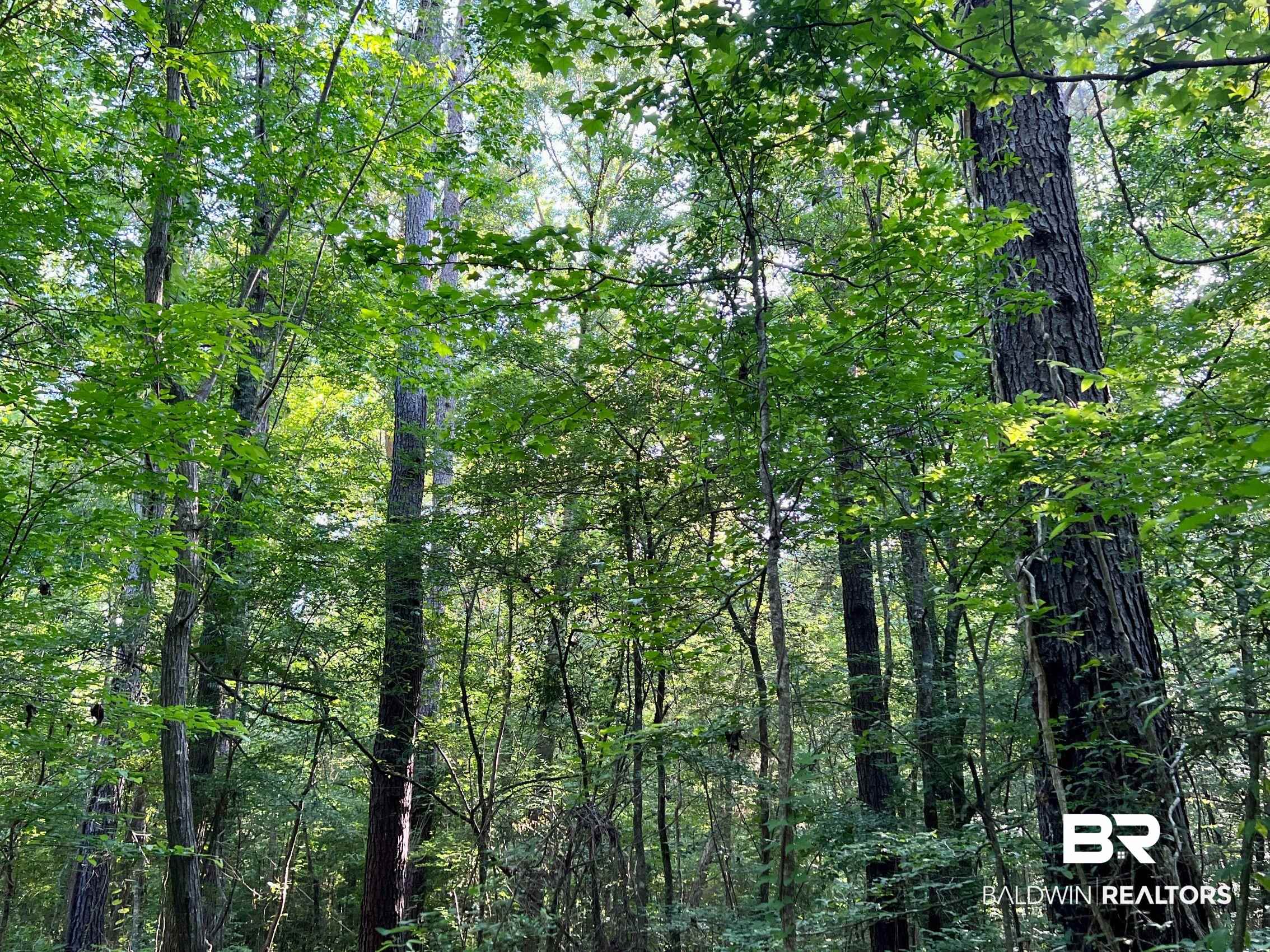 0 Country Road Millry, AL 36558 - Photo 20 of 49
