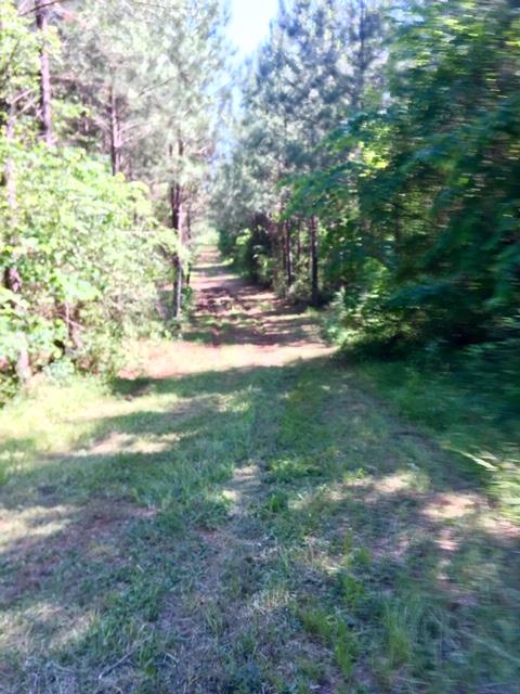 0 Tom Buffington Road Talbotton, GA 31827 - Photo 8 of 18 Gallery Image 8