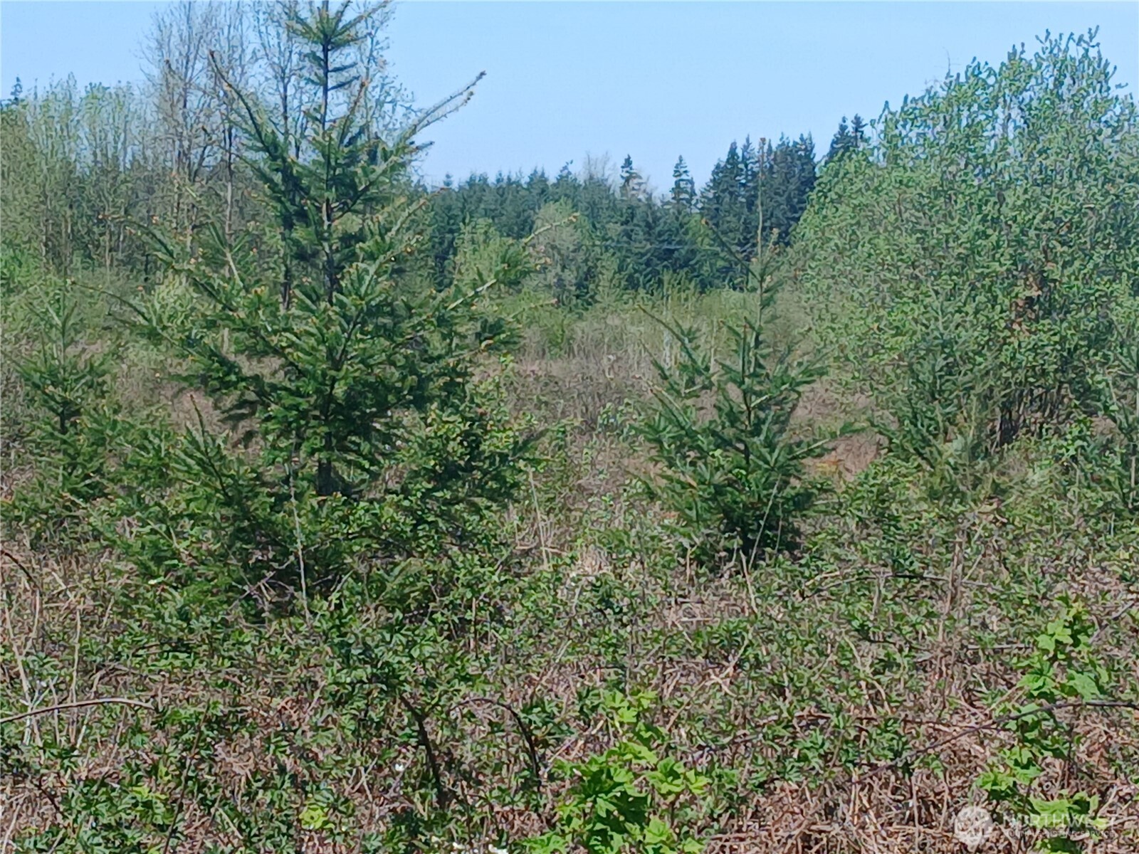 123 Meier Road Winlock, WA 98596 - Photo 14 of 23 a view of a lush green forest with trees in the background