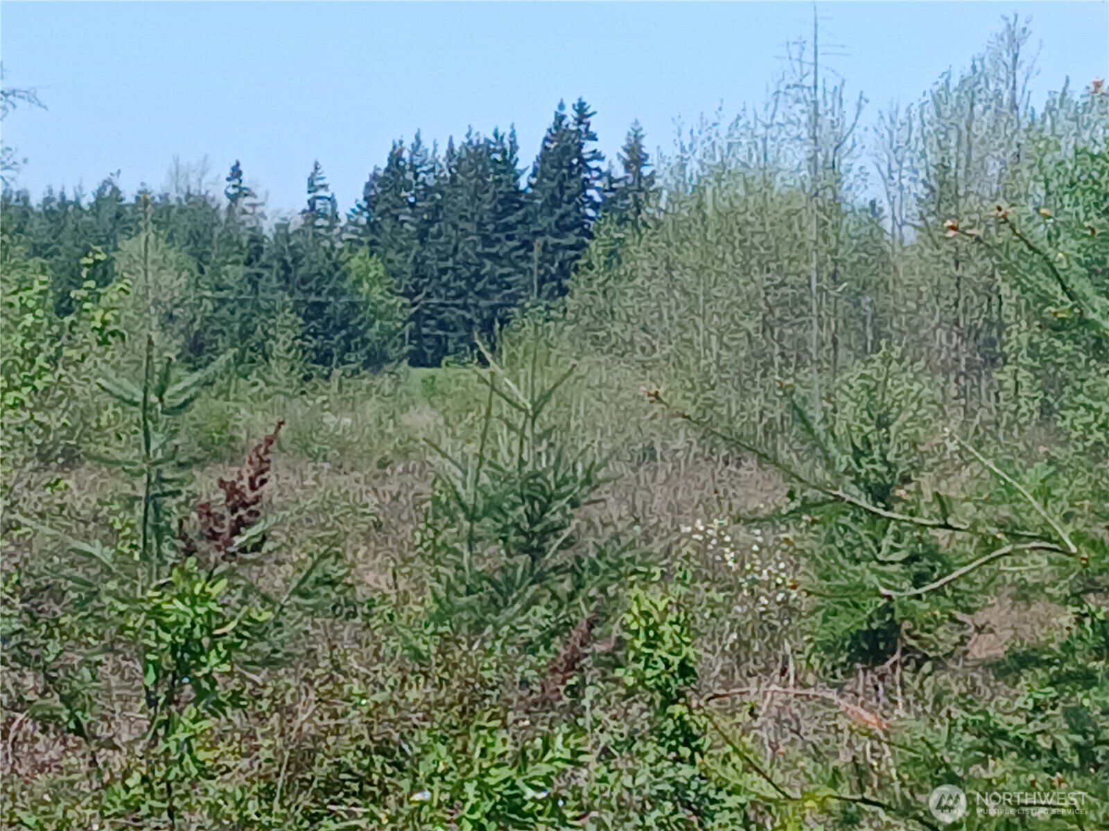123 Meier Road Winlock, WA 98596 - Photo 16 of 23 a view of a lush green forest