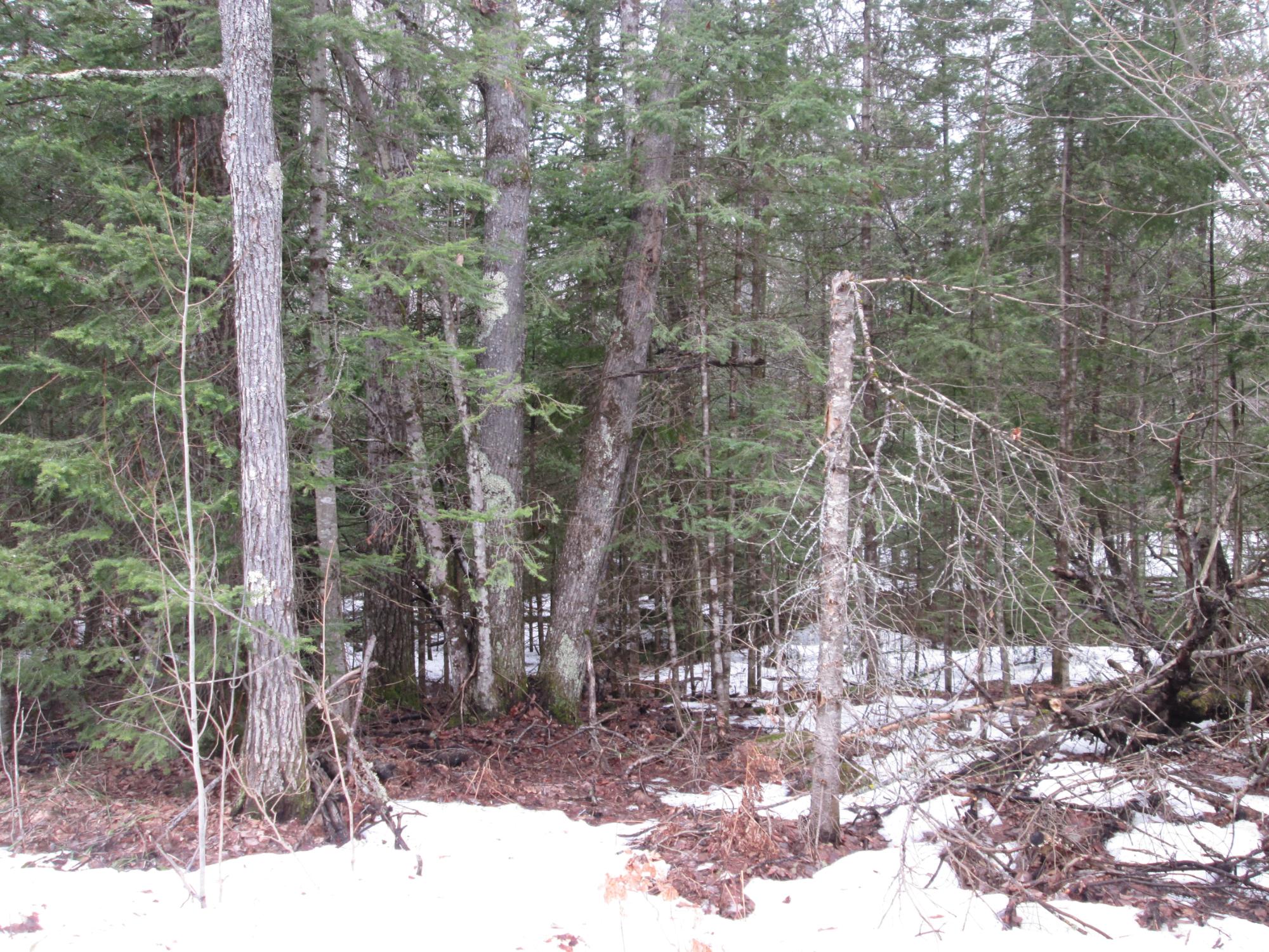 0 Black Forest Road Presque Isle, WI 54557 - Photo 3 of 6 Gallery Image 3