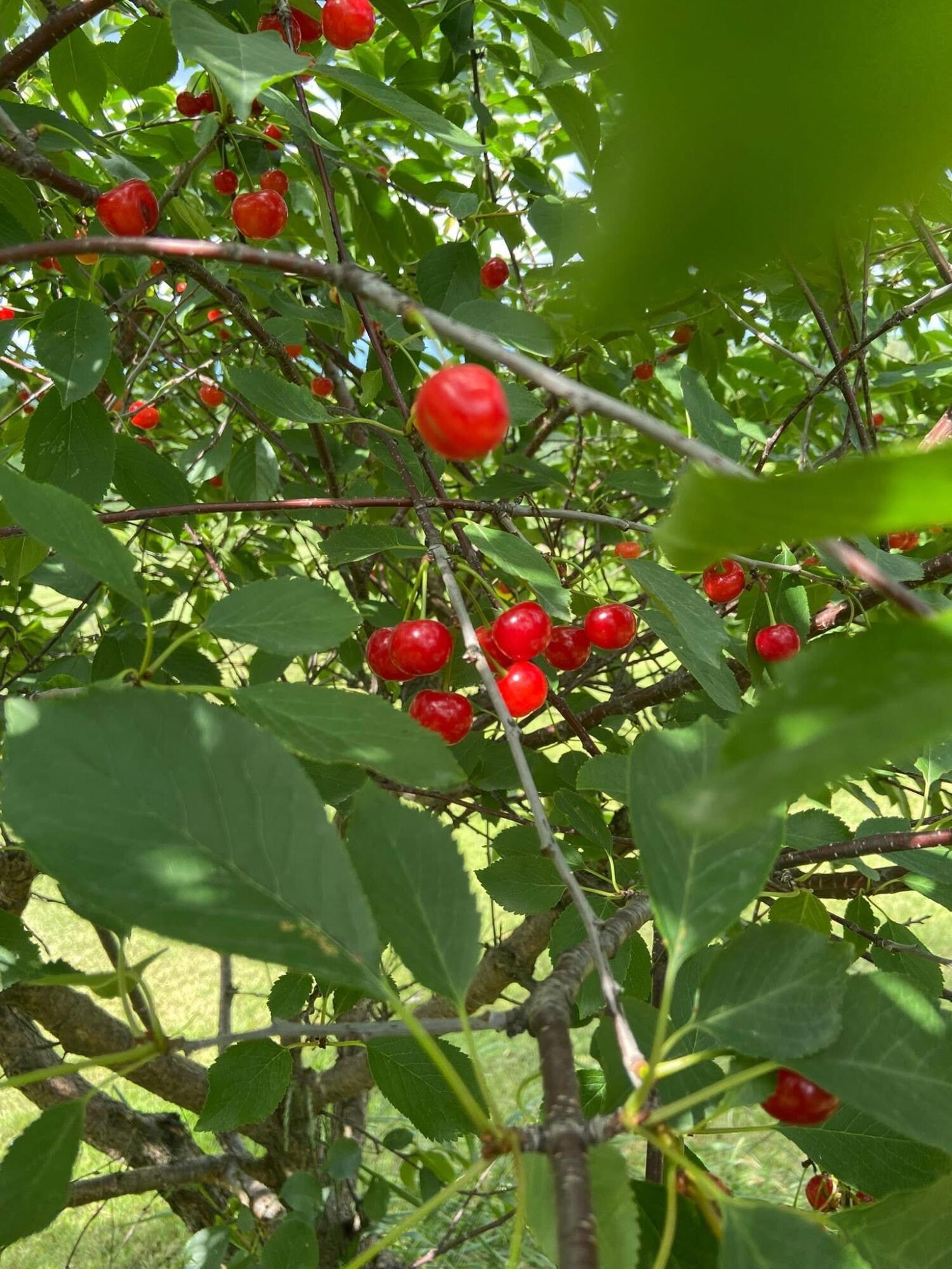 100 Morneault Road St. Agatha, ME 04772 - Photo 9 of 51 IMG_9099