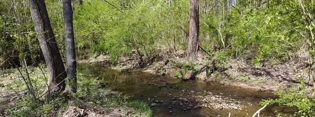 a close up of a plant