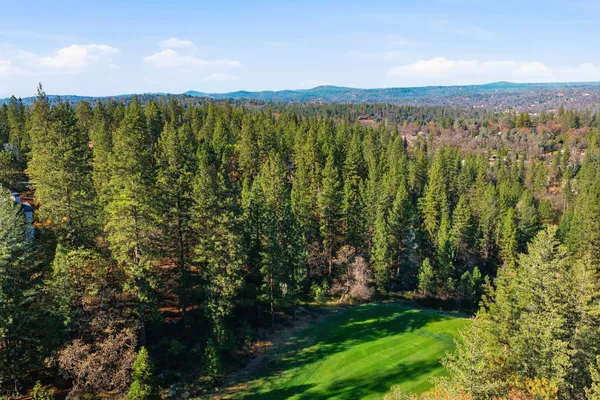 a view of a forest with a tree