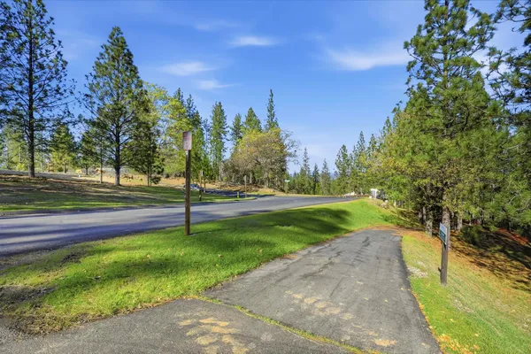 a view of a forest with a tree