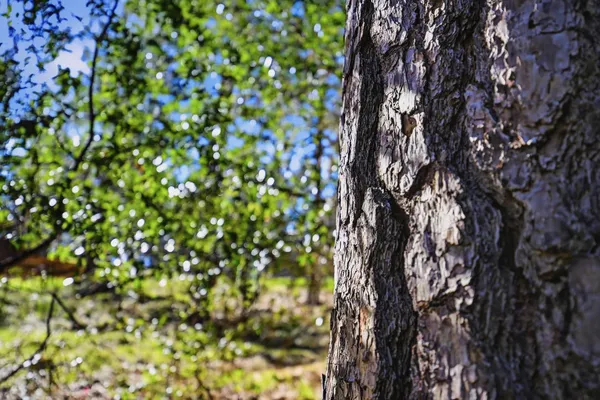 a view of a wooden bench sitting in a forest