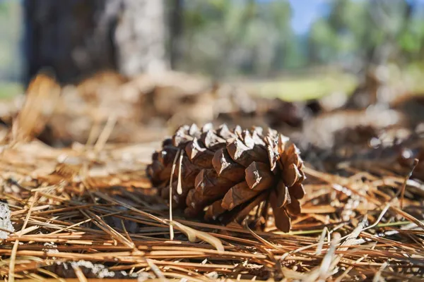 $399,000 | 1642 The Point, Meadow Vista, CA 95722