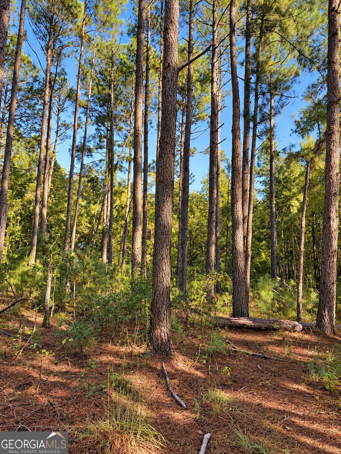 0 Martin Road Kite, GA 31049 - Photo 8 of 25 Gallery Image 8