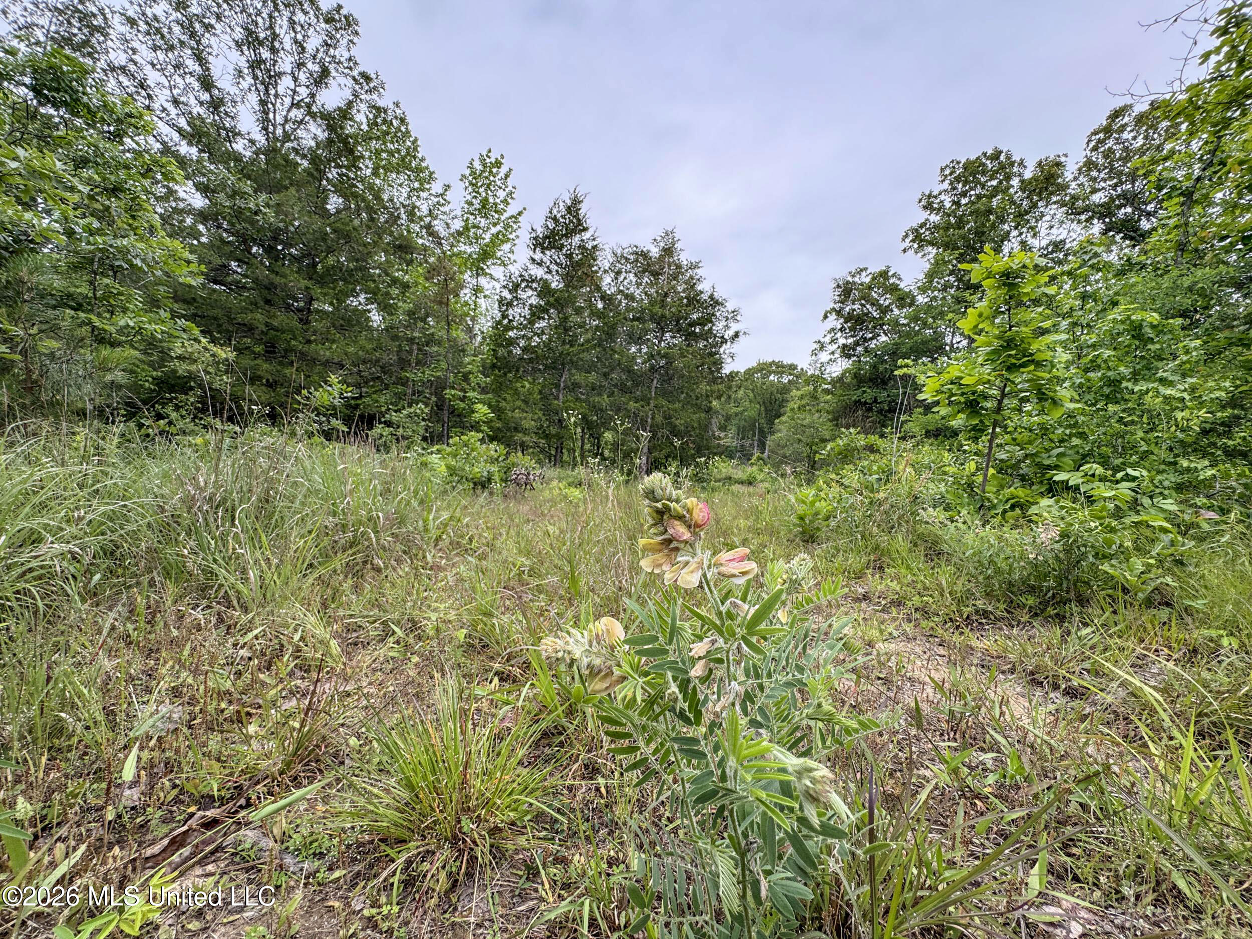 Wayne Massie Road Como, MS 38619 - Photo 85 of 184 5cdtbs12
