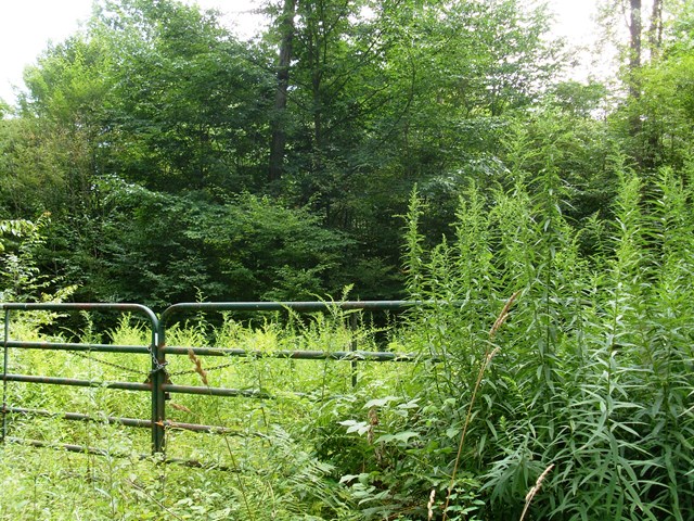 Main View