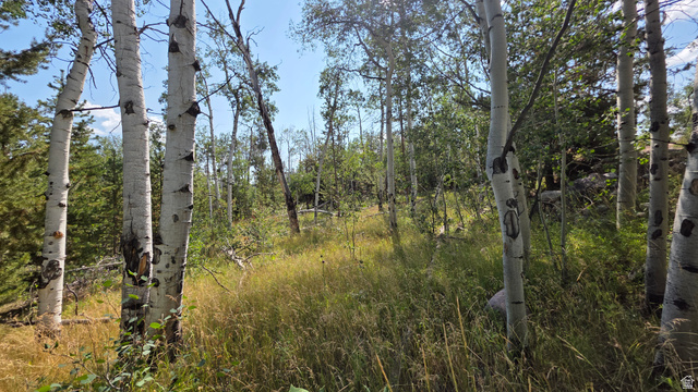 5085 Alpine Road, Unit 6 Evanston, UT 82930 - Photo 3 of 6 Wooded landscape featuring mature birch trees, diverse foliage, and natural ground cover