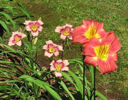 169 Coffee Pond Road Casco, ME 04015 - Photo 24 of 25 Other. gardens