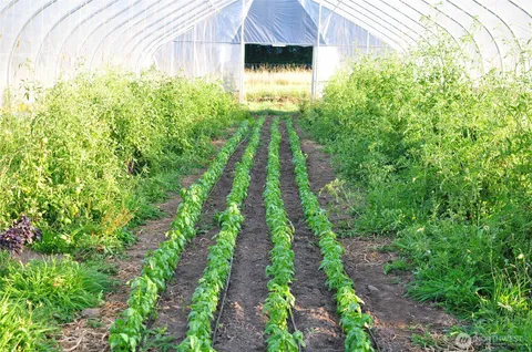 a view of a yard with plants