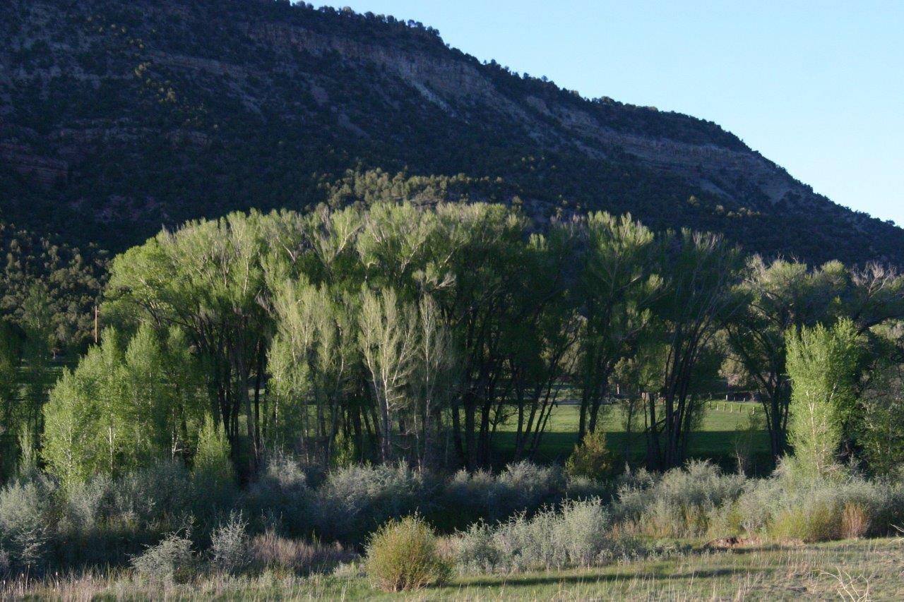 771 Cnty Road Ridgway, CO 81432 - Photo 53 of 68 Vacant 35 acres -to the river