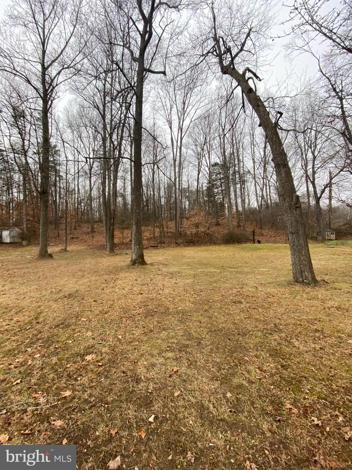0 Jumping Branch Road Stafford, VA 22554 - Photo 1 of 18 Serene landscape with towering trees.