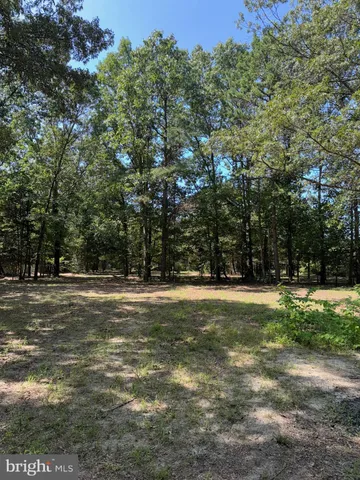 a view of a trees in a yard