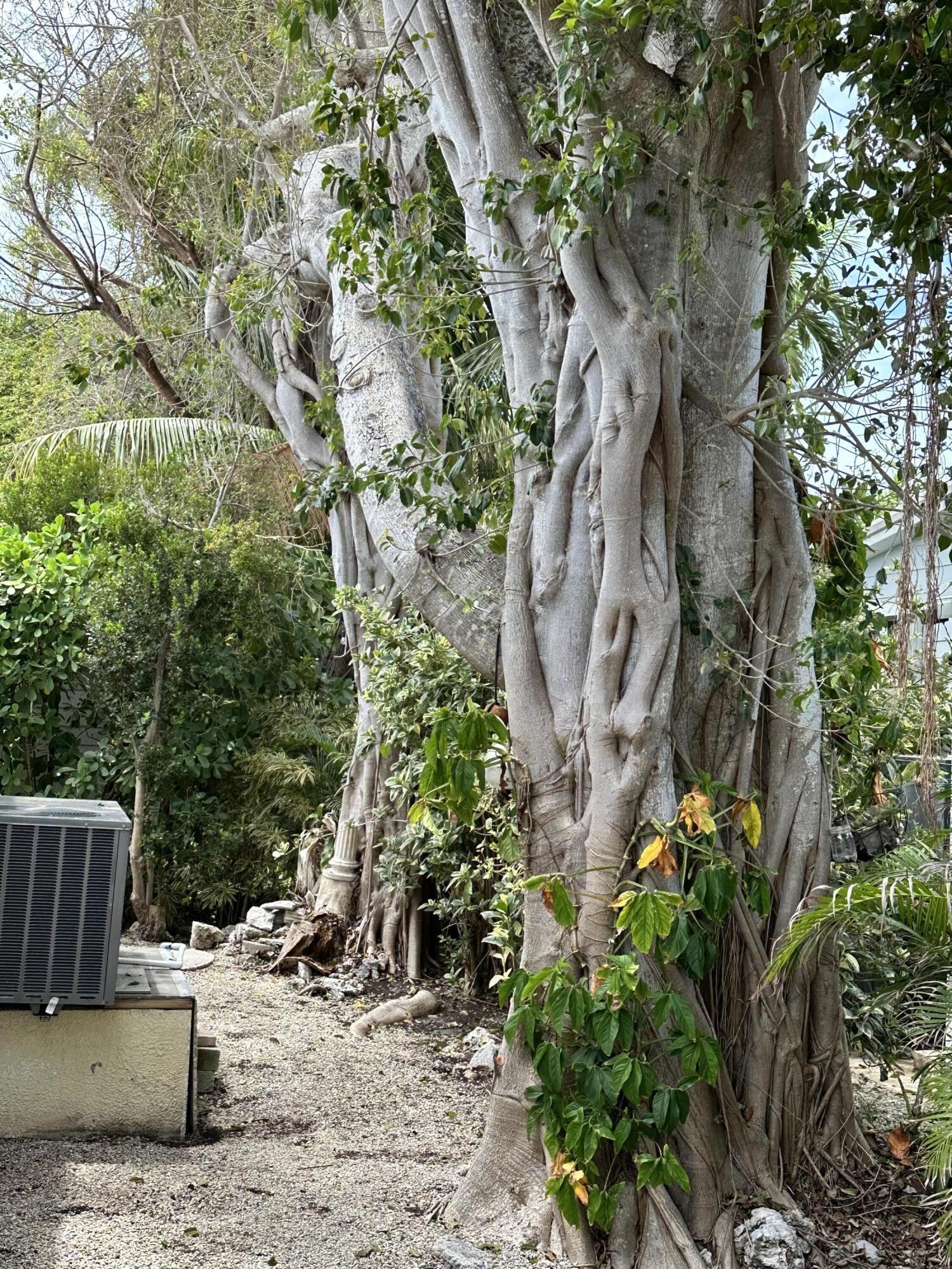 702 North Silver Circle Key Largo, FL 33037 - Photo 3 of 26 a view of a backyard with plants