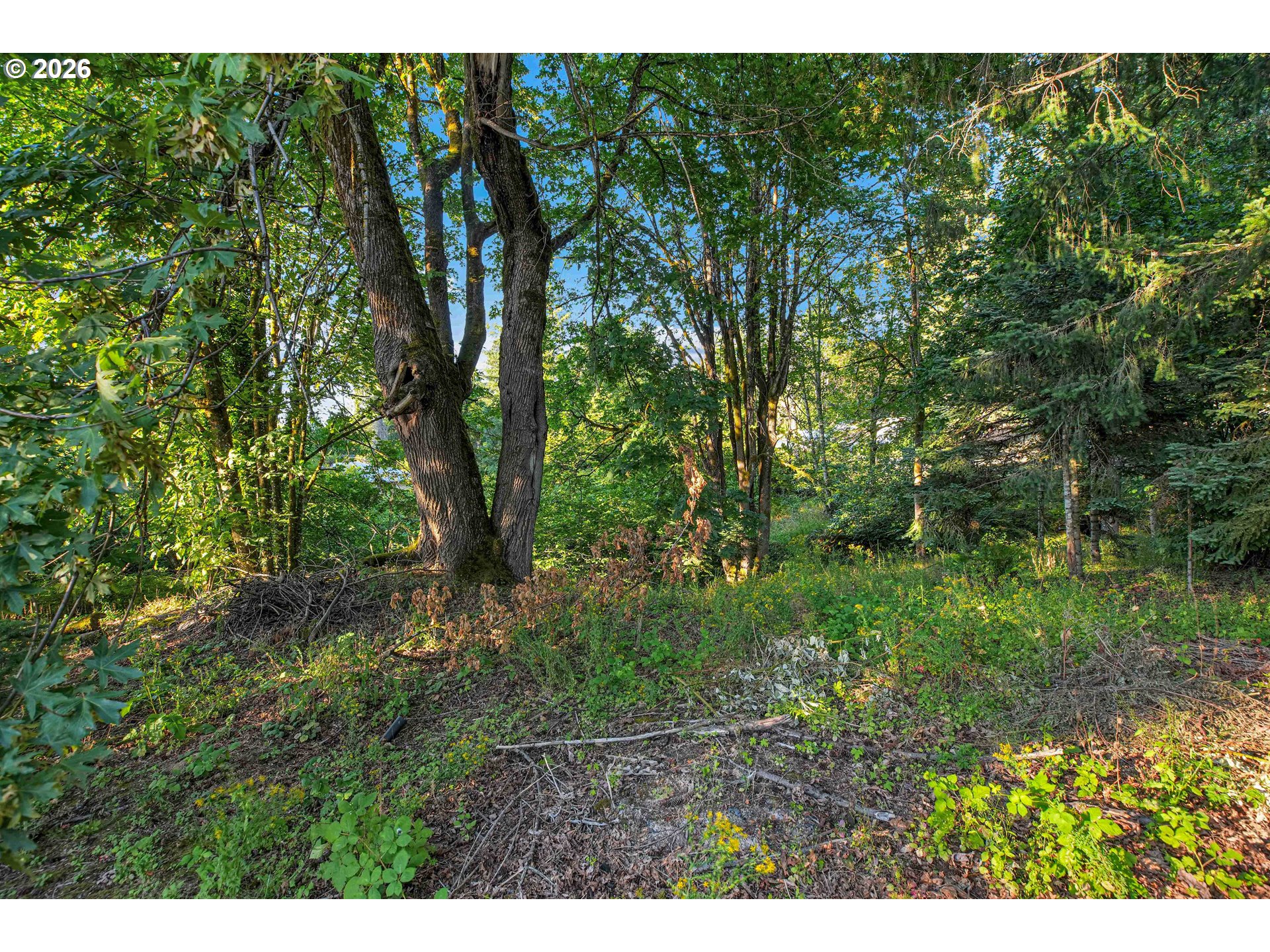 3800 Southwest Rodlun Road Gresham, OR 97080 - Photo 41 of 48 Backyard