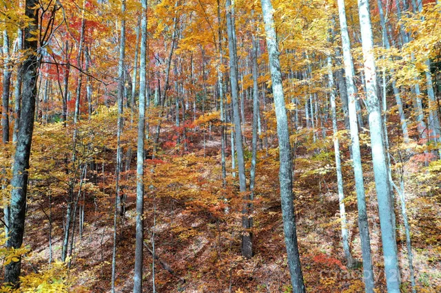 $89,500 | 0 Osceola Trail, Whittier, NC 28789